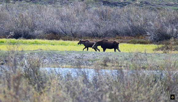 Moose cow with 2-year old calf.