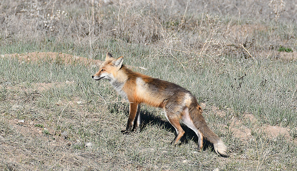 Pretty Fox Mother_1891