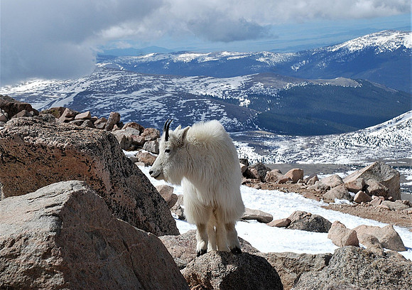 mtn goat beauty