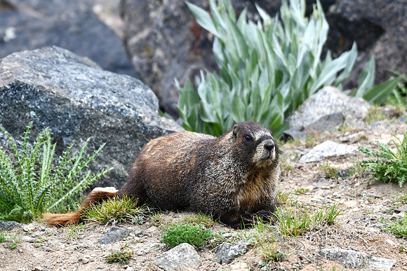 Being a marmot_3998