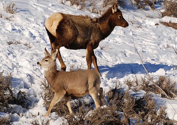 deer and elk young_0041
