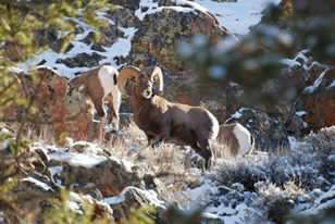 Ram on mtn in Almont