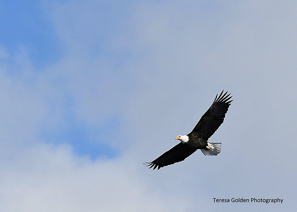 Soaring higher