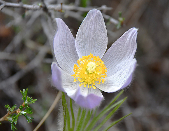 Macro view_0576