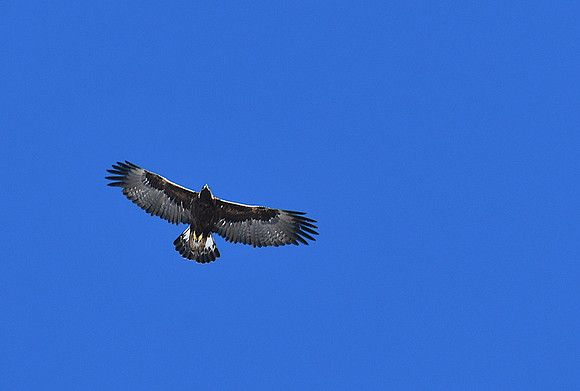 Powerful Flight_9353