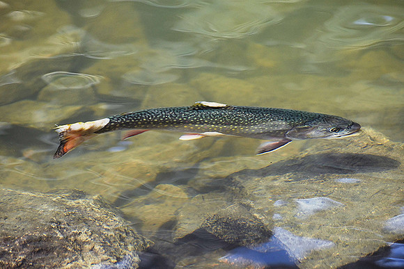 Trout_0374