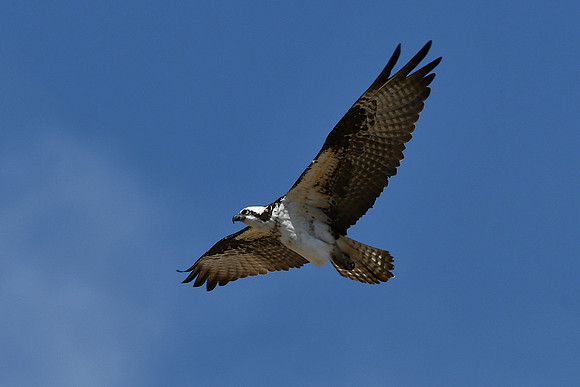 Glory_6281
