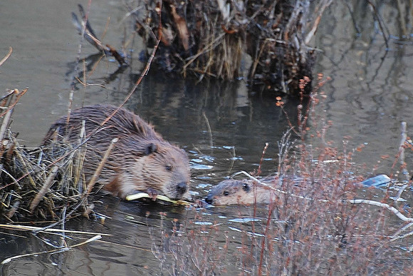 Beavers at Work_0312