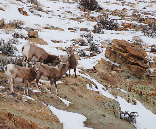 bighorns a little steep _0461