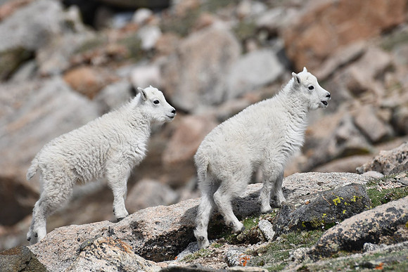 baby mtn goats