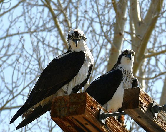 Mated Osprey_4363