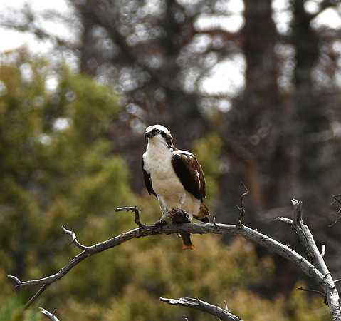 Bringing lunch to the nest_3291
