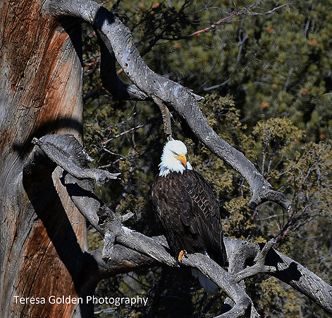 beauty along the Arkansas river