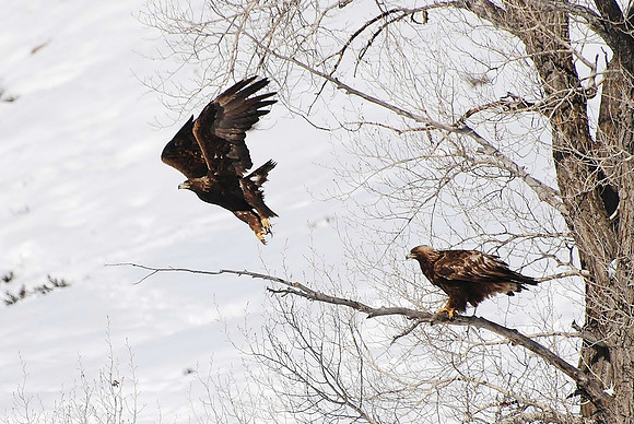 Golden Eagles_0517