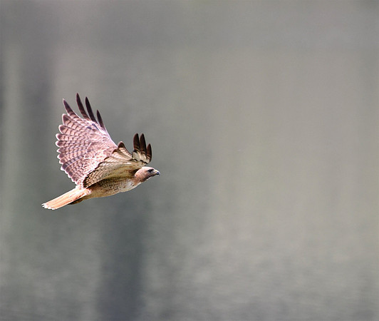 Flying