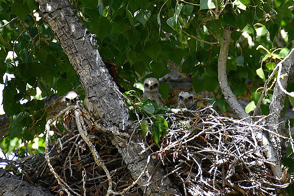 Hawk Chicks or Eyas in the Nest_1531