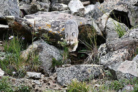 Pika aka Rock Rabbit _6200
