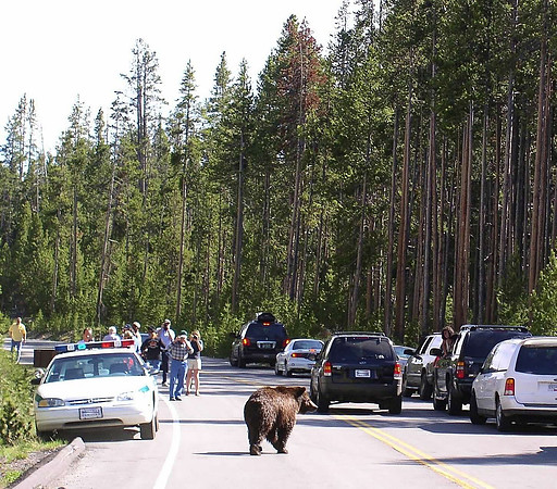 Young Grizzly Yellowstone National Park  119
