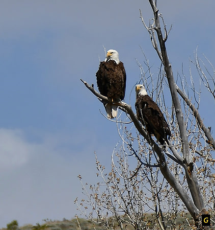 Mate Eagles_3906 G