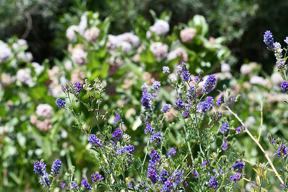 Roadside find_3950