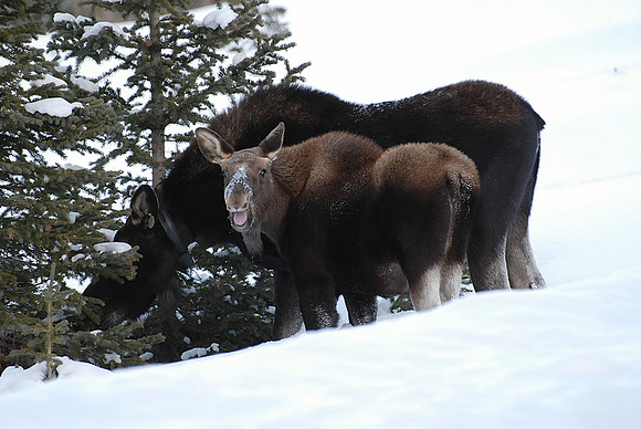 Moose Laughter  0238