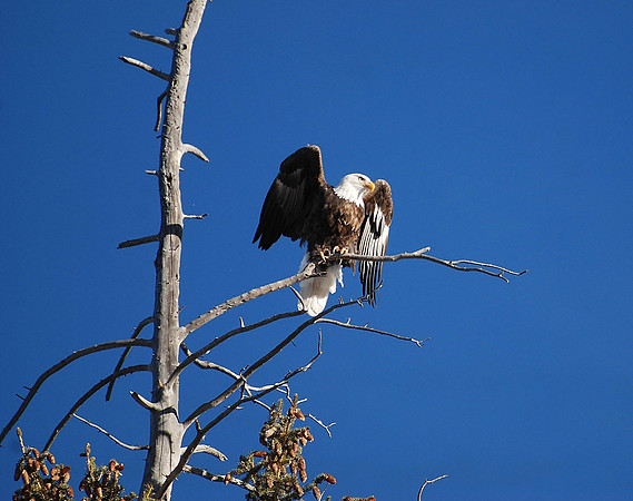 eagle_0031