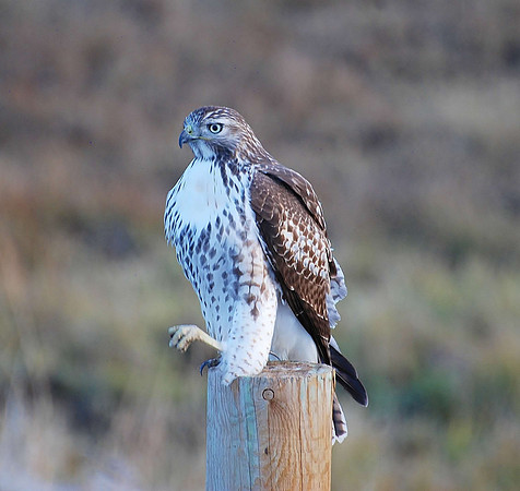 Red Tail Hawk 0820