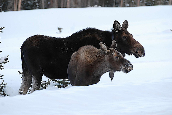 Deep Snow_0367