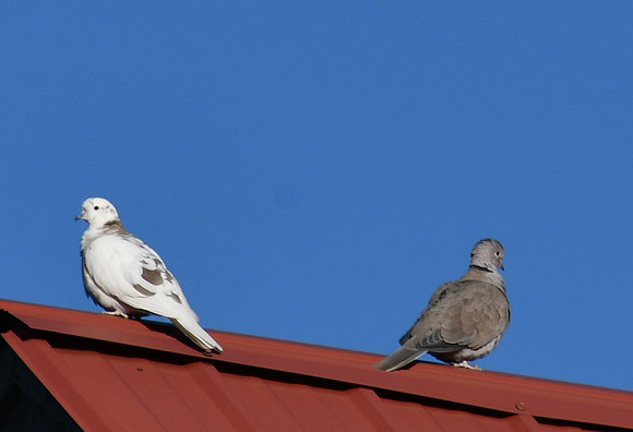 Doves_6928
