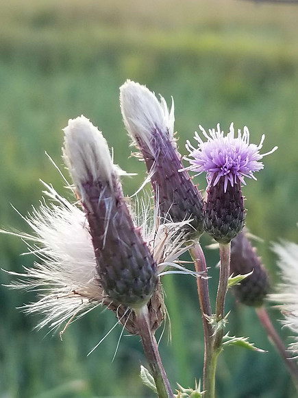 Colorado Thistle 20180822_193003