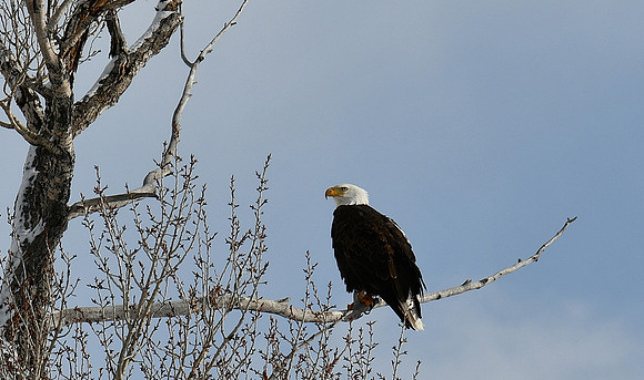 Beautiful Eagle_3354