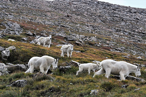 Herd on the Move
