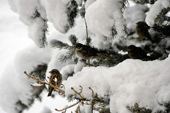 Sparrows_1361