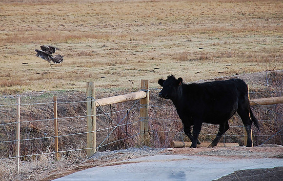 Cow chases off Hawk 680