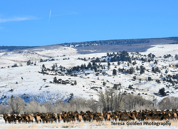 elk in field