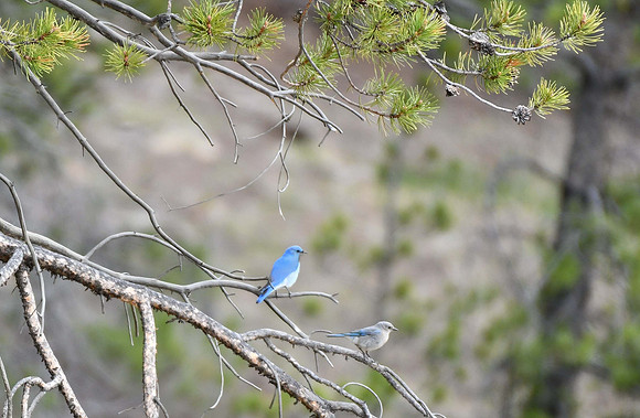 Male and Female Bluebirds_1655