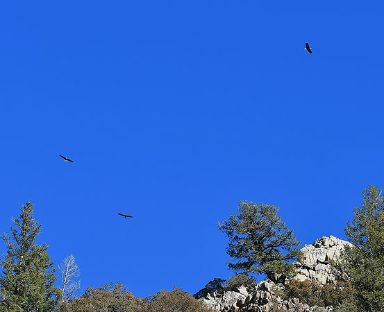 Parent Bald Eagles with Young_3333