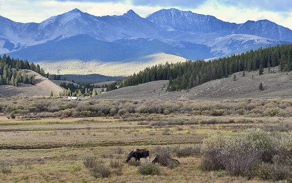 Moose Country_2571