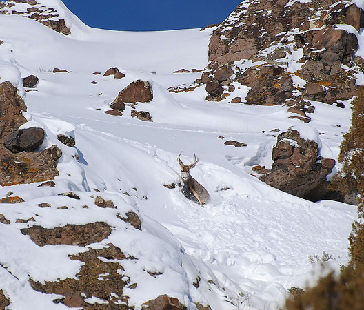 buck sleding wheee_0089