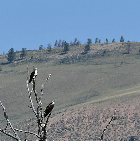 Osprey Mates_5723