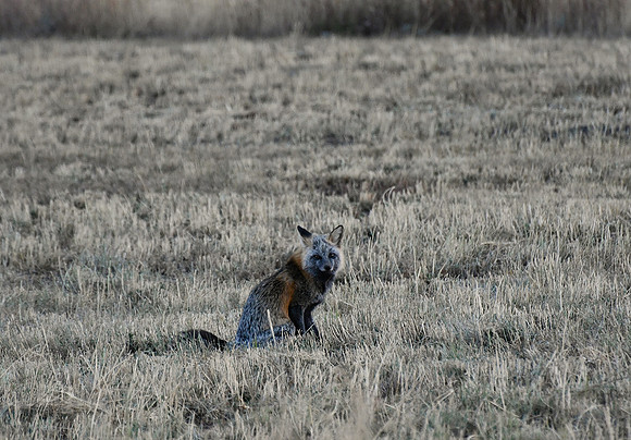 Cross Fox  3268  2