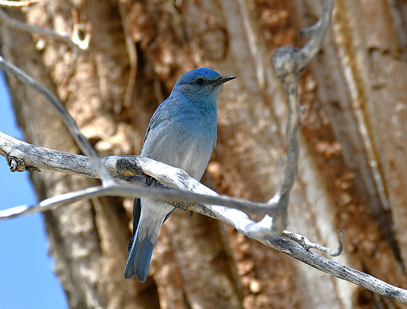 WOW! Mountain Blue Bird_5532
