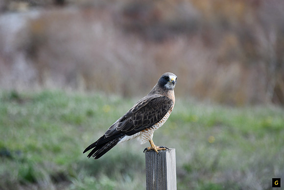 Swainson Hawk_7091 G