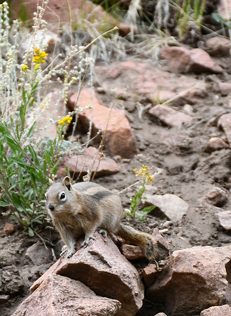 Chipmunk Magic_5412