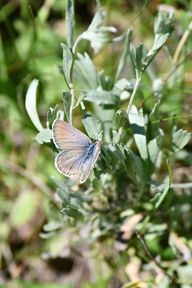 Fairy Light_5152