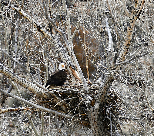 1,2,3, Eaglets I see_5025