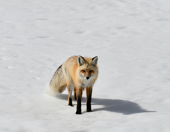 Curiosity_2769