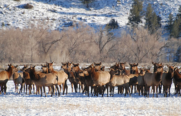 elk _0952