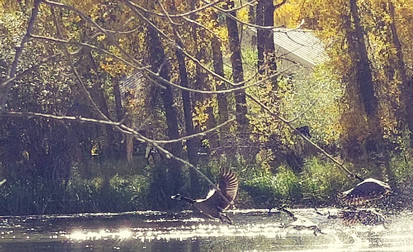 Hidden Pond