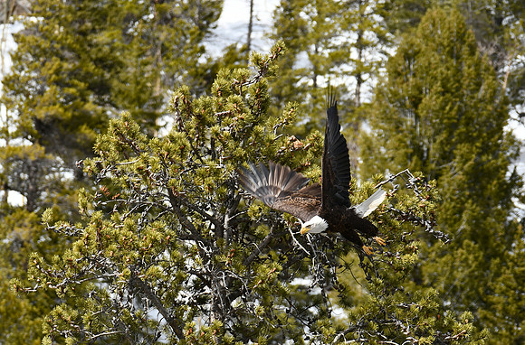 Flying _3198